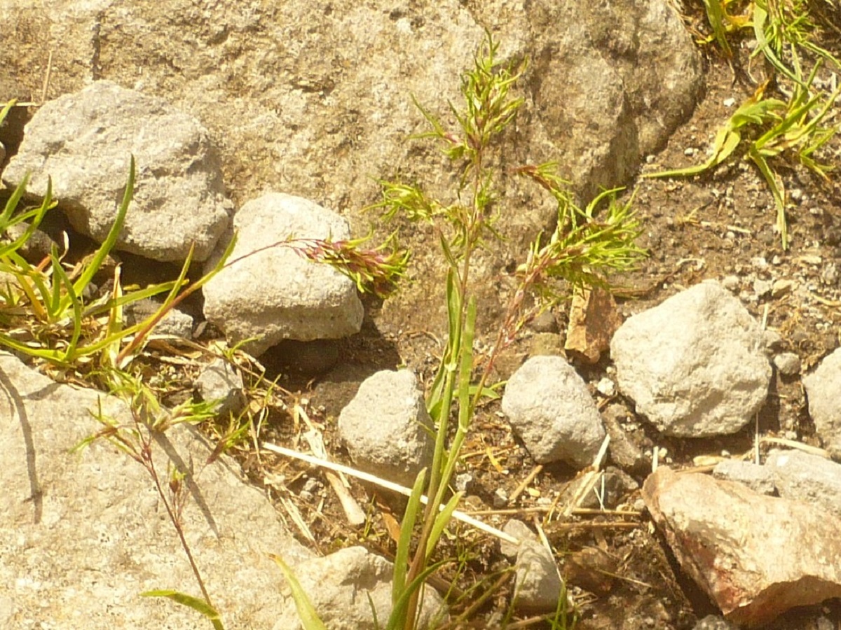 Poa alpina subsp. alpina var. vivipara (Poaceae)